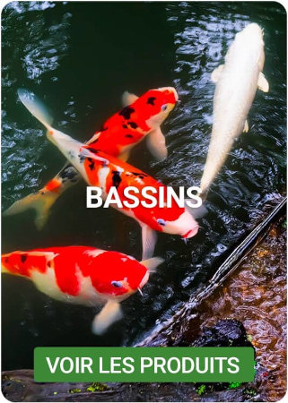Découvrez nos produits pour bassin sur Nilufar