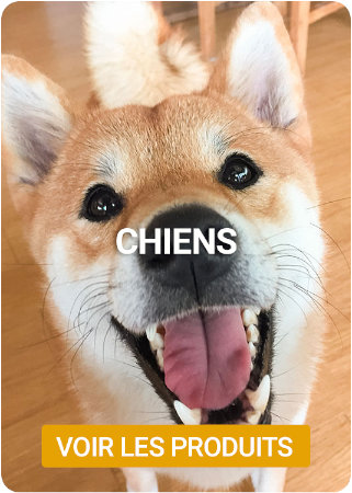 Découvrez nos produits pour chien sur Nilufar