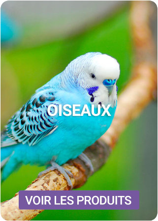 Découvrez nos produits pour oiseau sur Nilufar