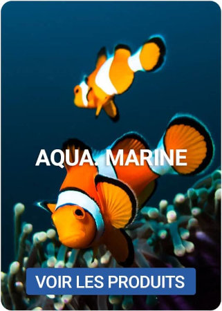 Découvrez nos produits pour poisson marin sur Nilufar