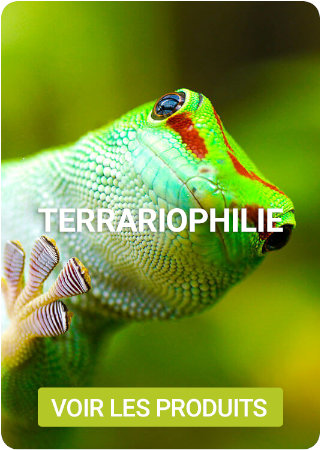 Découvrez nos produits pour terrarium sur Nilufar