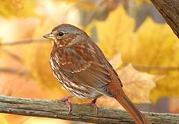 Prendre soin des oiseaux de la nature en automne