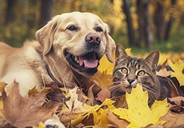 Préparer l'automne avec ses animaux : Conseils et produits essentiels