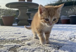 Protéger les coussinets de votre chien et de votre chat en hiver