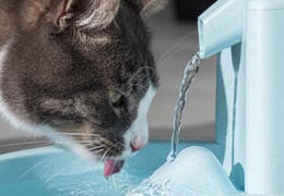 Comment entretenir sa fontaine à eau pour chien et chat