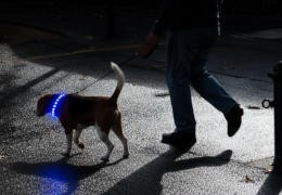 Les risques des balades nocturnes avec son chien Les risques des balades nocturnes avec son chien